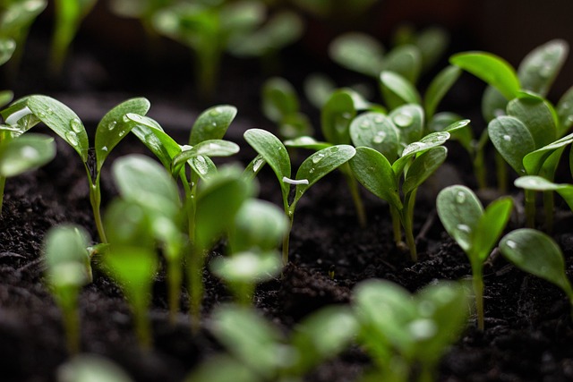 Urban Gardening – Natürliche Vielfalt in der Stadt